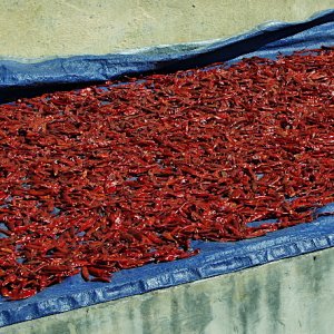 Chillies drying, Haa, Bhutan