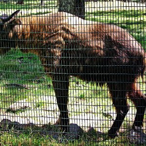 Takin in the Motithang Takin enclosure, Thimphu, Bhutan