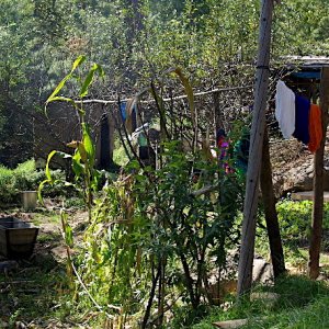 Preparing dyes, near the Motithang Takin enclosure, Thimphu, Bhutan