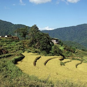 Dropping down on the far side of Dochula Pass, Bhutan