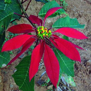 Poinsettia