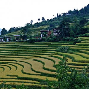 Terraced fields around Meri Puesum Resort, Punakha, Bhutan