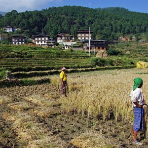 Working in the fields, Lobesa village near Chimi Lhakhang, Bhutan