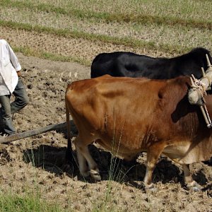 Hand ploughing, Lobesa village near Chimi Lhakhang, Bhutan