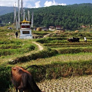 Cow grazing in harvested field, Lobesa village near Chimi Lhakhang, Bhutan