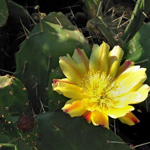 Cactus flowers, Bhutan