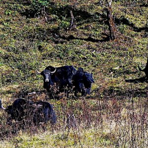 Yak grazing, Lawala Pass, Bhutan