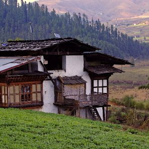 Farm, Phobjikha valley, Bhutan