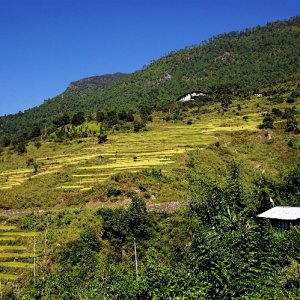Terraced fields in the Mangde Chhu valley, to the south of Trongsa, Bhutan