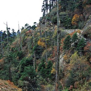 Climbing up to Thrumshingla Pass, Bhutan
