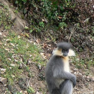 Langur monkey, Bhutan