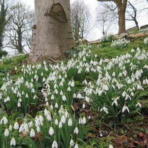 Painswick Rococo Garden