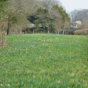 Daffodil Golden Triangle