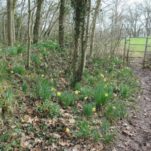 Daffodil Golden Triangle