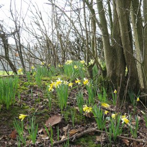 Daffodil Golden Triangle