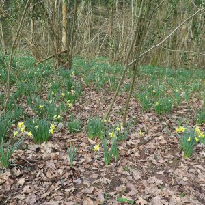 Daffodil Golden Triangle