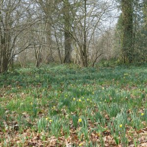 Daffodil Golden Triangle