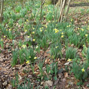 Daffodil Golden Triangle