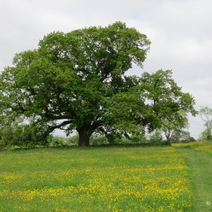 Walking the Cotswold Way - Day 02