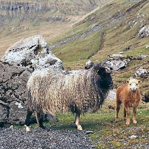 I15 Ewe And Lamb
