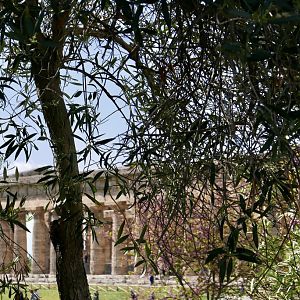 Temple of Hera in Spring