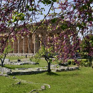 Temple of Neptune  in Spring