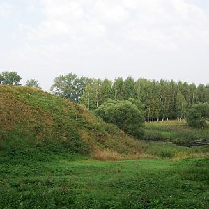 Birch forest