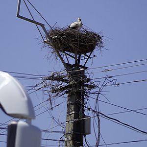 Stork nesting