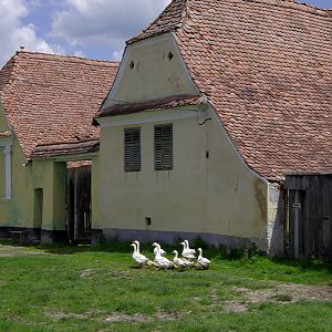Geese, Viscri