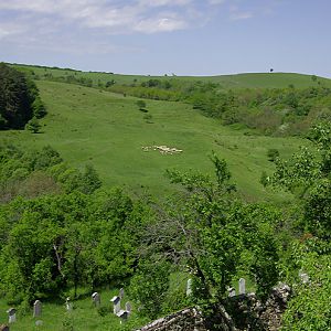 Sheep grazing near Viscri