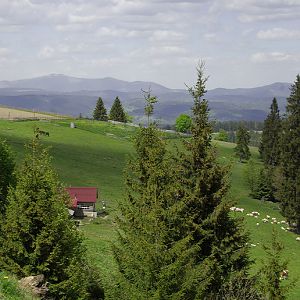 High pastures in the Carpathian Mountains