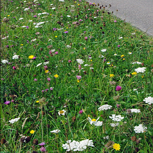Grass verge