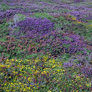 Heather and gorse