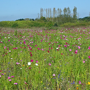 Wild flowers