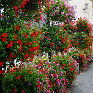 Geraniums, Châteauneuf du Faou