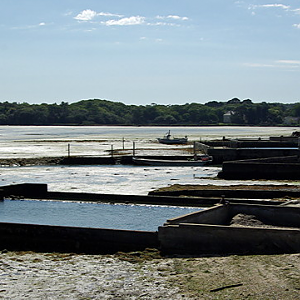 Oyster beds at Bénance