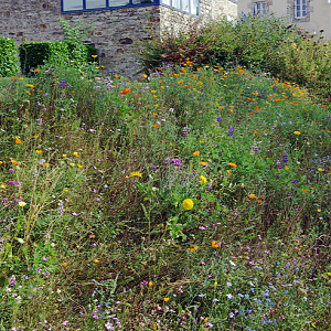St Servais wild flower garden