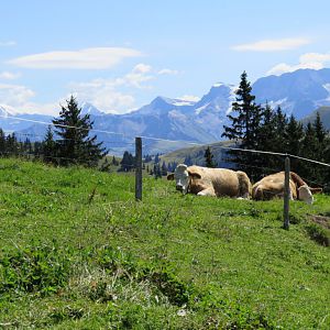 Swiss Alps - Saanen