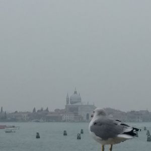 Seagull on the Doge's balcony