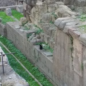 Cat sanctuary in the ruins