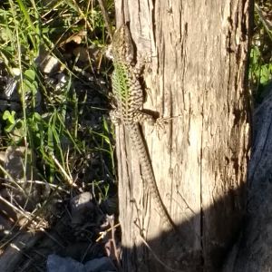 Lizard on the Path of the Gods