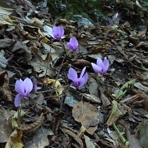 Wild cyclamen on the Path of the Gods
