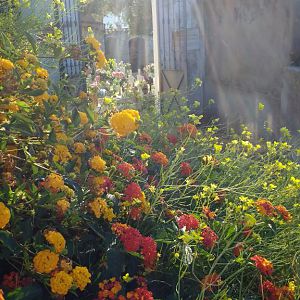 Nocelle flowers