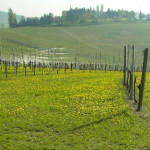 Spring vineyard, Monferrato