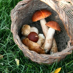 Porcini from Paolo