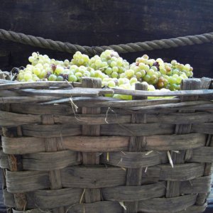 Cortese grapes