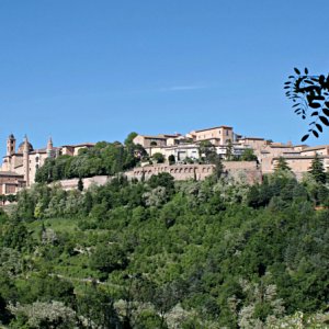 Urbino