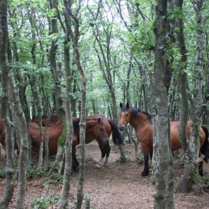 Semi-wild horses at Monte Catria