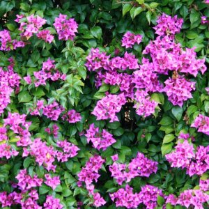 siracusa bouganvilla.jpg