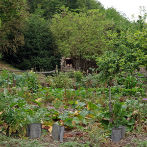 La Vallée Troglodytique des Goupillieres - vegetable patch.png